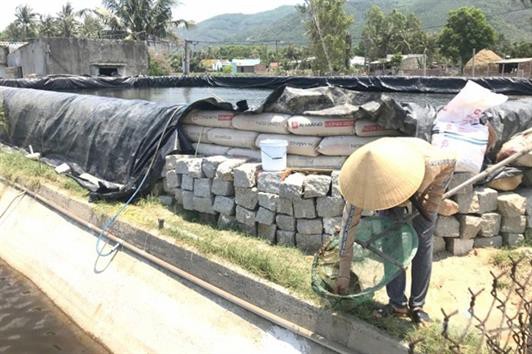 Rộ nạn đào ao nuôi tôm trái phép