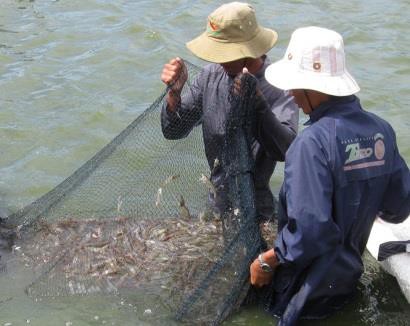 Nuôi tôm xen ghép, hiệu quả bền vững