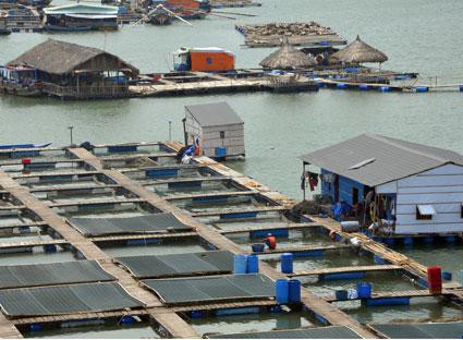 Sống ở làng bè - Thành phố trên sông