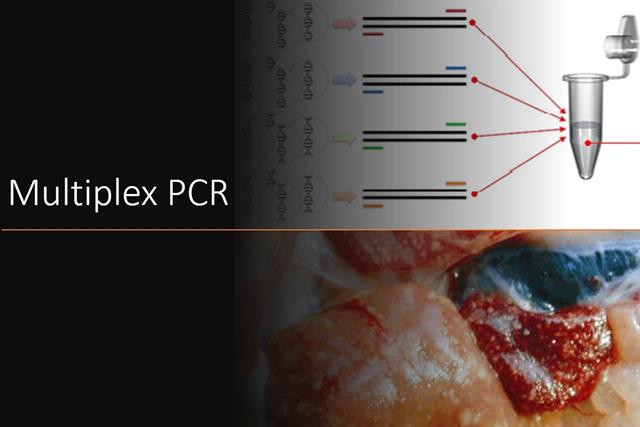 Multiplex PCR: Phát hiện nhanh, chính xác bệnh gan thận mủ