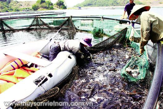 Phát triển cá nước lạnh ở Việt Nam: Cơ hội nhìn từ giống