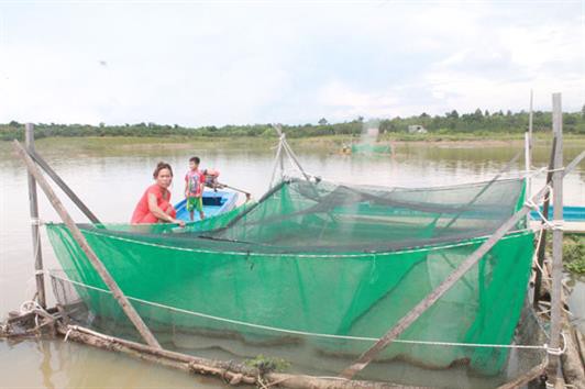 Phát triển kinh tế từ việc nuôi cá lồng trên hồ thủy điện