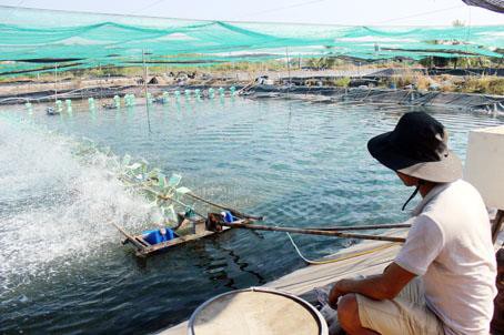 Phát triển vùng nuôi tôm công nghệ cao