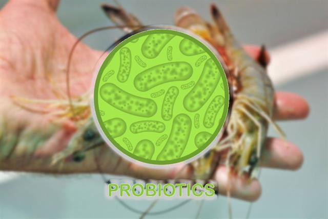 Probiotic trong nuôi tôm