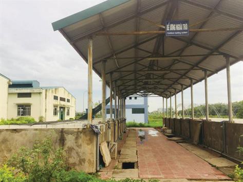 Chế độ dinh dưỡng thích hợp cho cá rô đồng