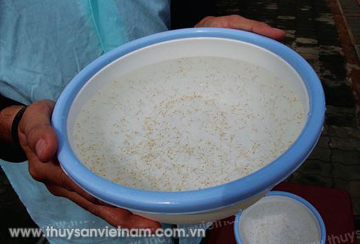 Quản lý chặt chẽ vụ nuôi tôm cuối năm