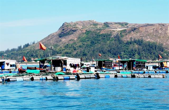 Quảng Ngãi: Nuôi cá bớp trên đảo Lý Sơn