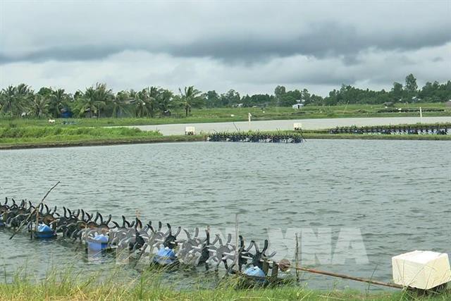 Trà Vinh khuyến cáo các hộ nuôi tôm hạn chế thả giống