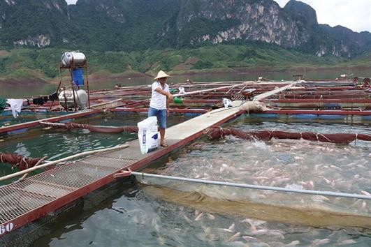 Quỳnh Nhai phát triển nghề nuôi cá lồng