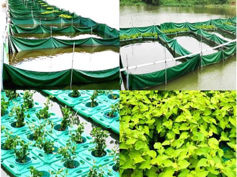 Aquaponics vòng hở: Nuôi rô phi, trồng diếp cá