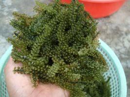 Tiềm năng trồng rong nho biển (Sea grapes) ở Việt Nam