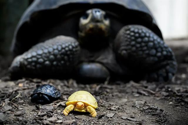 Rùa khổng lồ Galapagos bạch tạng quý hiếm chào đời trong sở thú