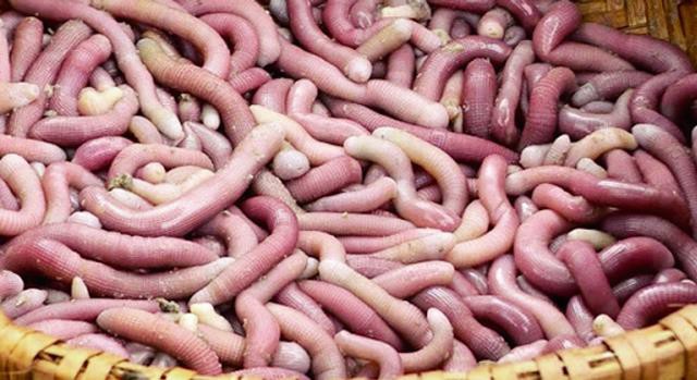 Kỹ thuật nuôi thương phẩm sá sùng trong ao đất