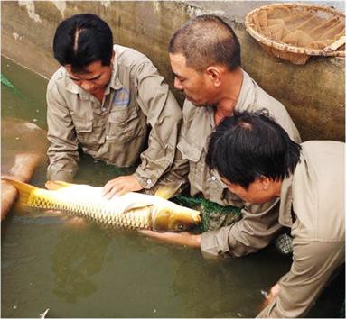 Sản xuất tại chỗ giống cá chép V1