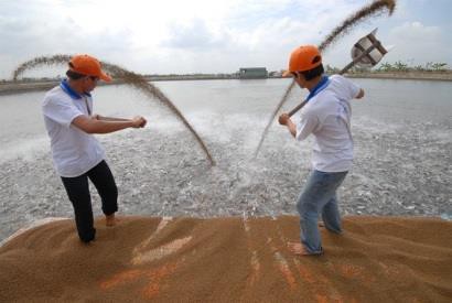 Sẽ sớm 'thay máu' giống cá tra