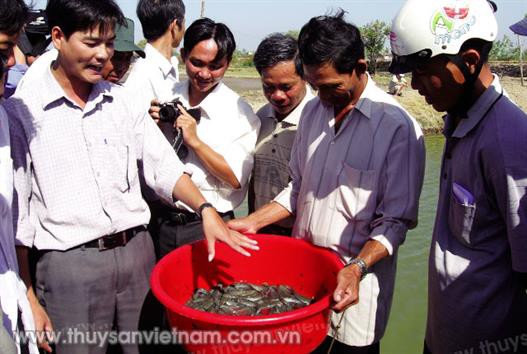 Sóc Trăng: “Sống khỏe” nhờ cá kèo