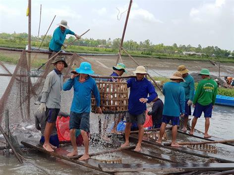 Tận dụng cơ hội cá tra