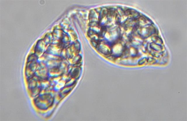 Thức ăn tôm thẻ: Sự khác biệt của Beta-glucan từ tảo