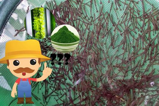Tảo tươi hay tảo bột thì tốt hơn cho tôm giống?