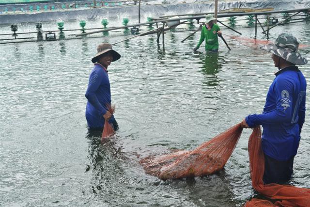 Tập trung khai thác thế mạnh con tôm