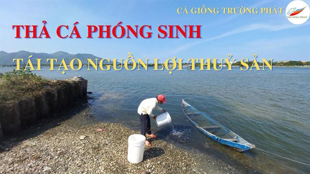 Thả cá giống phóng sinh - Tái tạo nguồn lợi thuỷ sản