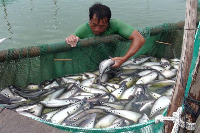 Hậu Giang: Giá cá thác lác giảm, vì sao nông dân vẫn lãi?