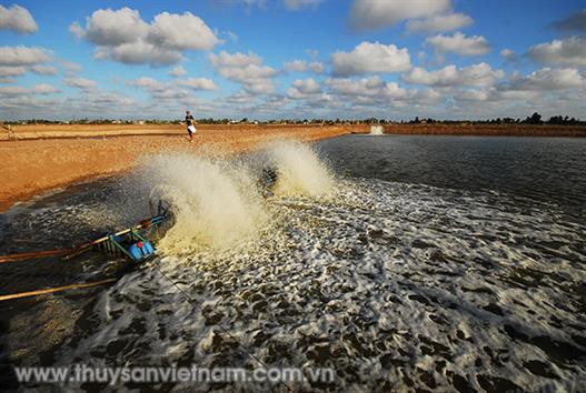 Thách thức vụ nuôi tôm chính