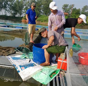 Đầu năm Kỷ Hợi: Thăm trang trại nuôi cá chuối hoa cho lãi “khủng”