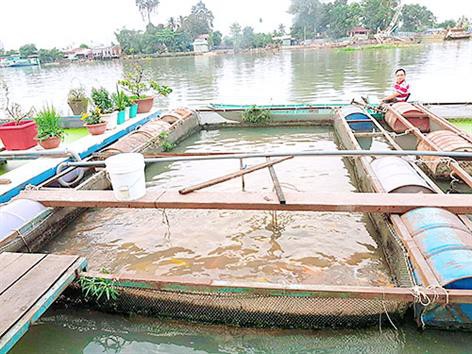 Ông chủ trẻ thành công với mô hình nuôi cá chép koi