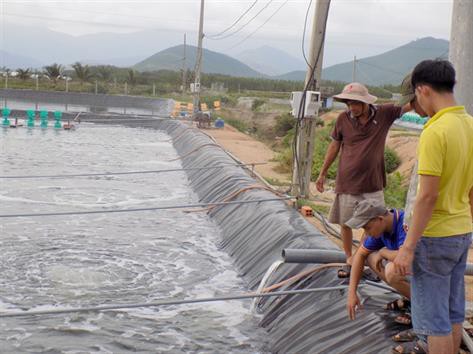 Khánh Hòa vào vụ nuôi tôm