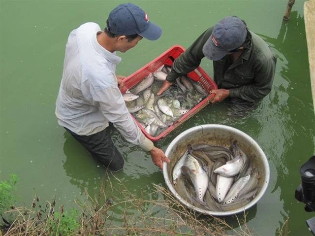 An Giang: Mở rộng diện tích nuôi cá thát lát cườm