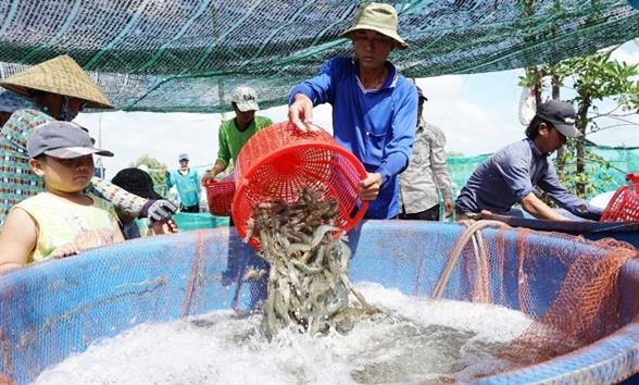 Thu bạc tỷ từ nuôi tôm siêu thâm canh