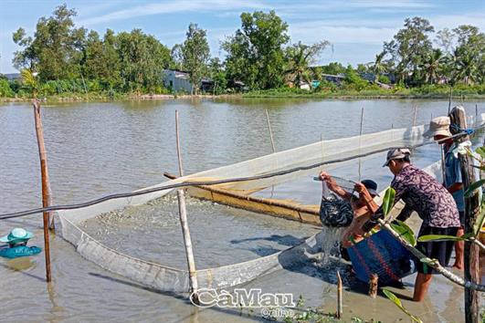 Cà Mau phát triển diện tích nuôi cá kèo