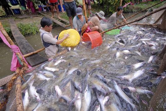 Xuất khẩu cá tra sang Mỹ nhích nhẹ