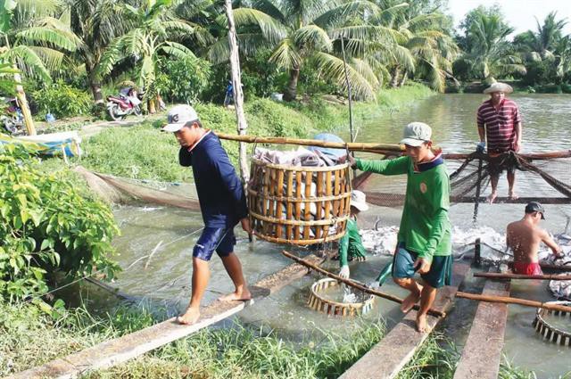 Phòng tránh các loại dịch bệnh trên cá tra