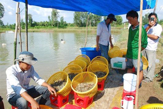 Năm 2020, ngành nuôi tôm nước lợ Sóc Trăng "trúng mánh"