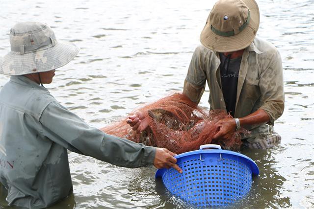 Mong hết dịch, chờ giá lên