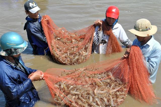 Gỡ khó thủy sản “hậu COVID-19”: Doanh nghiệp như đi trên dây