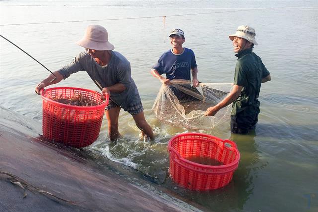 Ngành tôm ngày trở lại