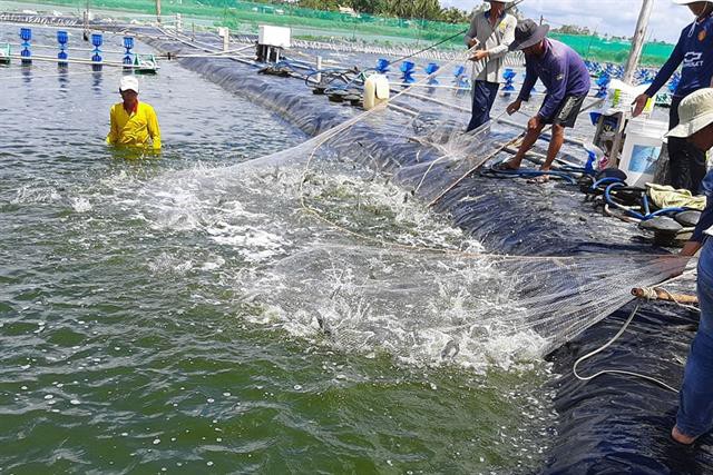 Đảm bảo an toàn, chất lượng cho ngành hàng tôm xuất khẩu ở ĐBSCL