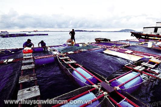 Quảng Ngãi: Thử nghiệm thành công ươm giống cá bớp