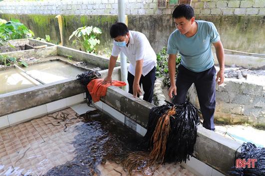 Làm nên cơ nghiệp nhờ thuần hoá lươn đồng