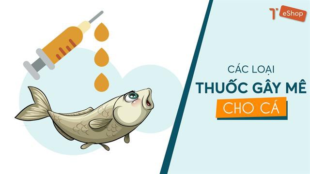 Các loại thuốc gây mê cho cá