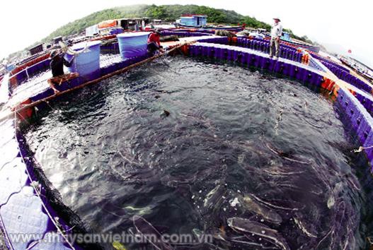 Thay đổi tư duy trong nuôi biển