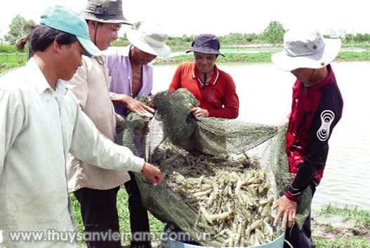 Tín hiệu vui ngành tôm vùng Đất Mũi