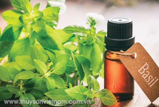 Tinh dầu húng quế thúc đẩy tăng trưởng của cá rô phi