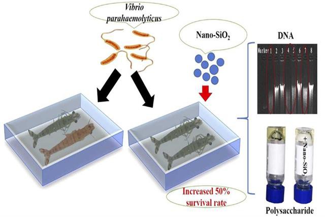 Nano-SiO2 làm giảm sự lây nhiễm vi khuẩn gây bệnh EMS trên tôm