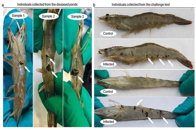 Xác định nguyên nhân gây bệnh đốm đen trên tôm thẻ chân trắng