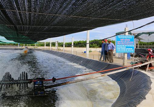 Ứng dụng công nghệ sinh học không dùng kháng sinh, hóa chất trong nuôi tôm
