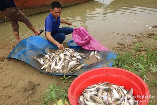 Cá, tôm chết hàng loạt một cách bất thường trên sông Con ở Nghệ An